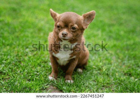 Brown chihuahua dog lying in green grass. High quality photo