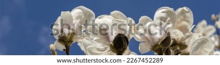 4x1 banner for social networks and a website. Branches of a large blooming magnolia with large white flowers on a blue sky background