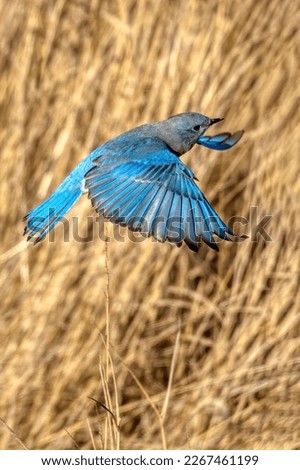 mountain bluebird in flight, Delta, BC, Canada