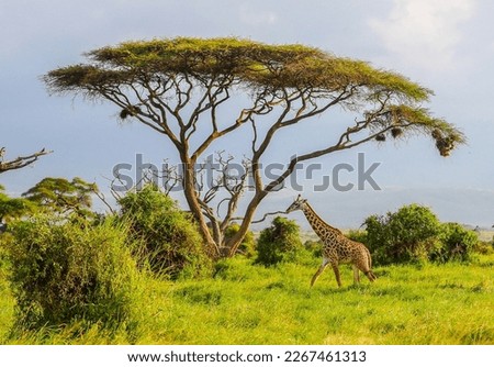 Masai Giraffe, Massai-Giraffe in Amboseli National Park, Kenya, Africa Royalty-Free Stock Photo #2267461313