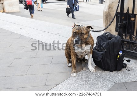 picture of a leashed Pitbull Terrier sitting near a backpack in the city