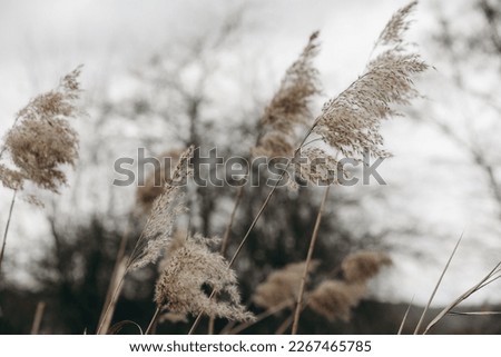 Brown dry ears of grass, reed over blurred grey sky, dark tree branches. Moody autumn, winter landscape. Closeup of fading wild plants. Seed stalks. Defocused background. Seasonal nature concept. 
