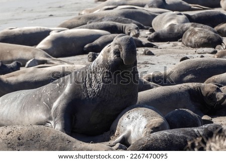 December Thru February is the Elephant Seal“Breeding Season.” Each fall, yearling seals “hang out” on the beaches during the “Fall Haul Out Season.” Royalty-Free Stock Photo #2267470095