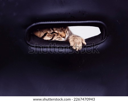 Cute tabby cat looking through a hole in a office chair.
