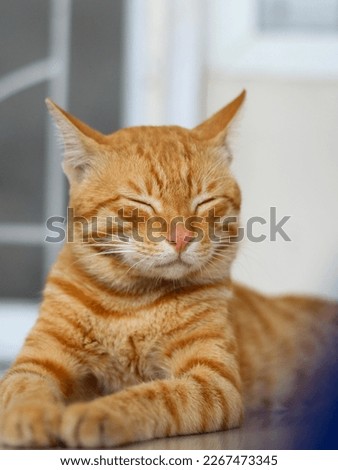 A domestic Cat poses closing eyes with smiling face. 