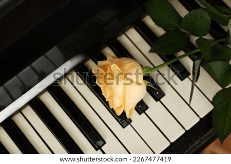 Beautiful yellow rose on piano keys, top view