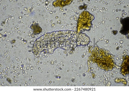 soil microorganisms including nematode, microarthropods, micro arthropod, tardigrade, and rotifers a soil sample, soil fungus and bacteria on a regenerative farm in compost under the microscope. Royalty-Free Stock Photo #2267480921