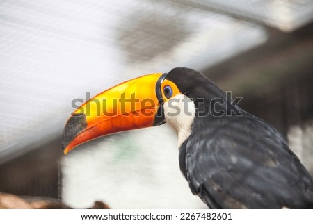 Toucan bird in the park