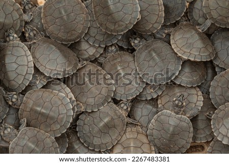 Wonderful background and wallpaper or texture for fineart frames of reborn turtle chicks forming a texture. Stuffed turtle cubs erupt hatched from nature
