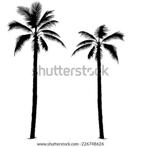Palm Tree - Black Silhouettes, Vector