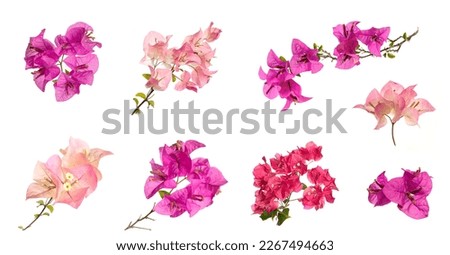Set of Bougainvillea flowers isolated on white background. Royalty-Free Stock Photo #2267494663