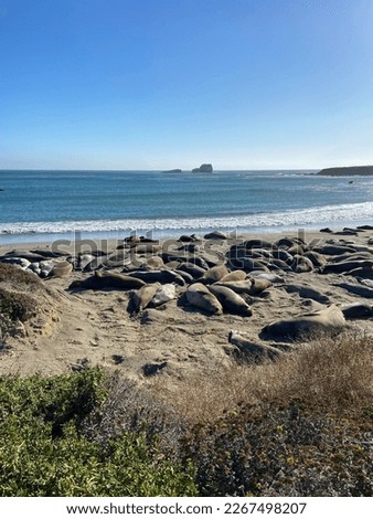 Elephant seals, mirounga angustinostris, group sleeping on the sand in a late afternoon at Elephant Seal Vista Point, along Cabrillo Highway, Pacific California Coast, USA. Royalty-Free Stock Photo #2267498207
