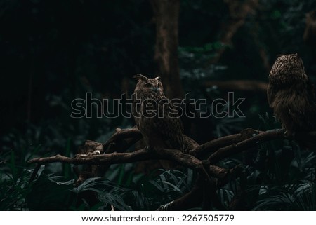 Eurasian eagle-owl on the tree branch with trees and blurred lights in the background, night picture