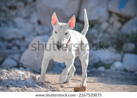 Muscular white dog bull terrier in jump plays with a stone against background of a rock bull terrier. Training an active sports dog outdoors agility running. Big boulders energy power movement freedom Royalty-Free Stock Photo #2267520075