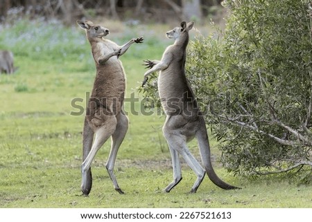 A pair of magnificent kangaroos stood close to each other for a close-up duel