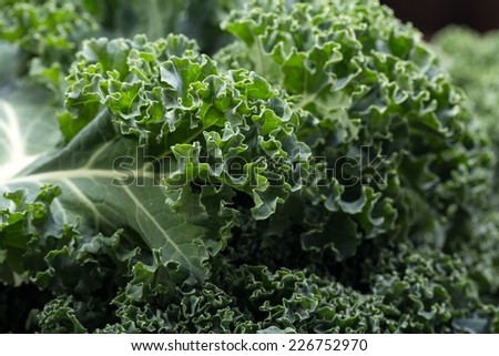 A healthy fresh curly kale Royalty-Free Stock Photo #226752970