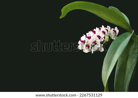 Isolated image of an orchid flower on a black background.