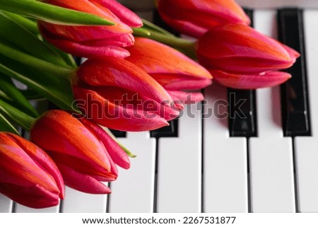 A bouquet of beautiful pink tulips on the piano keys, spring concept, music background.