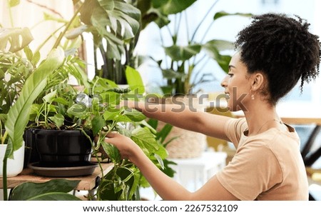 Black woman care for indoor plants, water and in house, sustainable green gardening, growth and leaf. Young female watering spring flowers, leaves and nature in house, apartment and eco friendly home Royalty-Free Stock Photo #2267532109