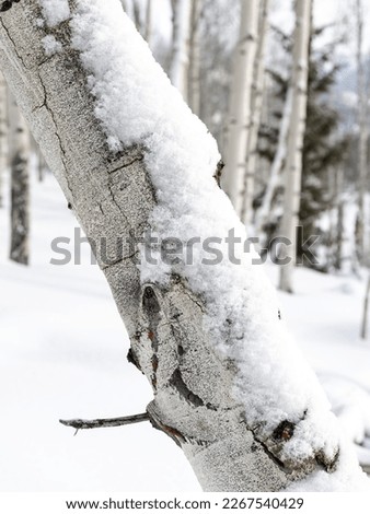 Snow piled on the bark of an Aspen tree closeup Royalty-Free Stock Photo #2267540429