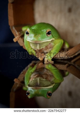 Green tree frog with reflection