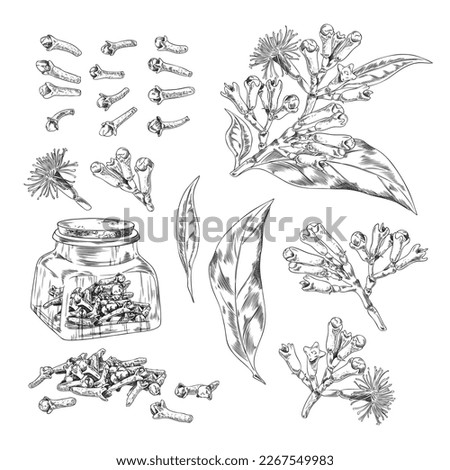 Cloves dry spices and fresh plants images set for logo or packaging design, hand drawn etching style vector illustration isolated on white background. Royalty-Free Stock Photo #2267549983