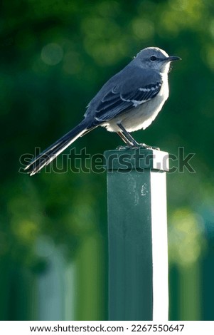Portrait of the Northern Mockingbird: A Common Resident Bird of North America
