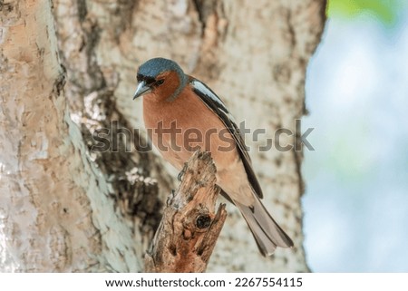 Common chaffinch sits on a tree. Beautiful songbird Common chaffinch in wildlife. The common chaffinch or simply the chaffinch, latin name Fringilla coelebs. Royalty-Free Stock Photo #2267554115