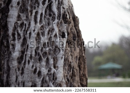Tree stump bark surface in forest aging log 