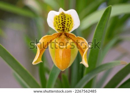 Close-up of Paphiopedilum exul orchid on green leaves background. A species of orchid endemic to Thailand. The orchid flower is a greenish-yellow on the petals, and lightly brown-spotted.