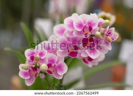 Close-up of Phalaenopsis orchids, sepals, and petals are white-pink and lips are purple. Fragrant. The small flower orchid bouquet bloom in natural soft light in the garden. 