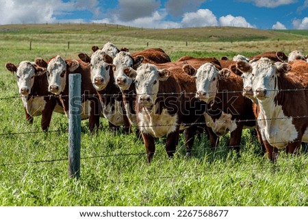Closeup of a herd of Hereford cattle grazing in a Saskatchewan pasture Royalty-Free Stock Photo #2267568677