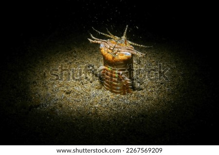 Bobbit worm (tropical predator sea worm, Eunice aphroditois) in the night ocean, on the seabed. Bobbit worm in the water, photography from scuba diving. Marine life in the night, underwater picture.