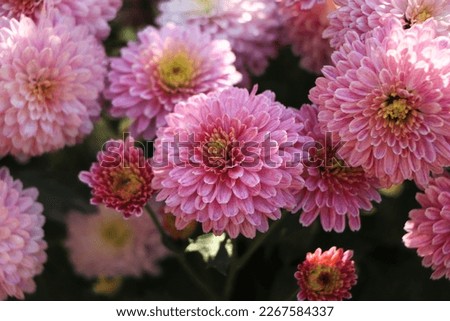 Beautiful chrysanthemum as background picture.