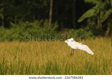 Paddy Field Kerala, Beautiful Crane Flying, Beautiful Bird Photography