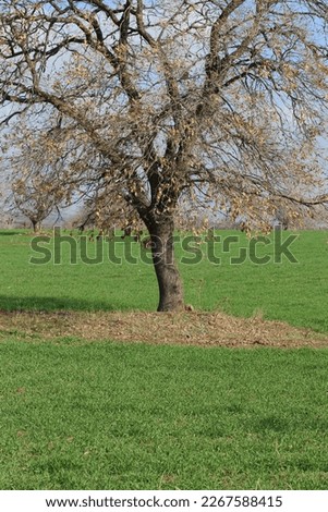 photo of very big tree and dry branches shadow with deep blue sky. majestic dry tree and shiny white cumulus clouds. peaceful nature, happiness, lonely, sunny village day. taken from different angles.