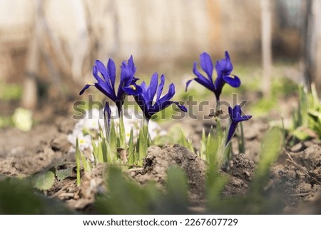 Spring Iris reticulata, Early spring blue flowers with bee, Irises blooming in the garden. Background