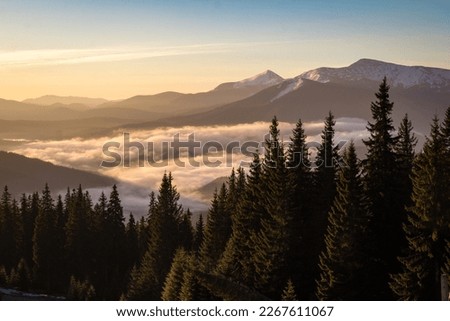 Over clouds view on snow capped mountain ranges landscape photo. Nature scenery photography with firs on background. Ambient light. High quality picture for wallpaper, travel blog, magazine, article