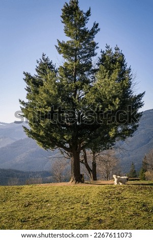 Lonely evergreen pine tree and walking fluffy dog landscape photo. Nature scenery photography with blurred background. Ambient light. High quality picture for wallpaper, travel blog, magazine, article