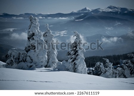 Mountain evergreen forest after heavy snowfall landscape photo. Nature scenery photography with clouds on background. Ambient light. High quality picture for wallpaper, travel blog, magazine, article