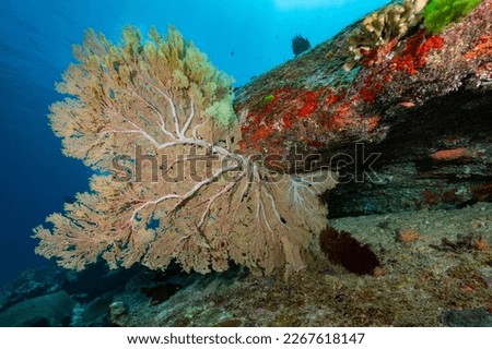 Giant Branching Gorgonian Sea Fan coral (Seafan) on the rock at North Andaman, a famous scuba diving dive site and exotic underwater landscape in Thailand.