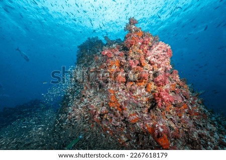 Beautiful pink soft coral reef and school of fish at Richelieu Rock, a famous scuba diving dive site of North Andaman. Stunning underwater landscape in Thailand. Royalty-Free Stock Photo #2267618179