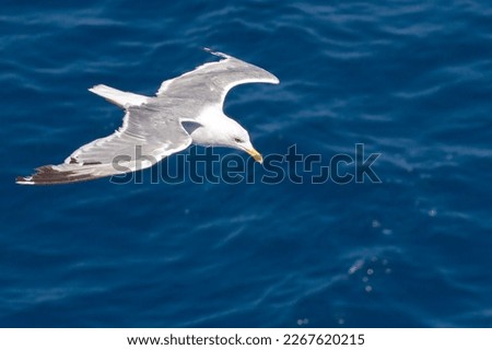 Beautiful seagull soaring in the blue sky	