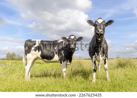 2 Cows heifer black and white, standing front and side view, in the Netherlands, friesian holstein and a blue sky, horizon over land Royalty-Free Stock Photo #2267625435