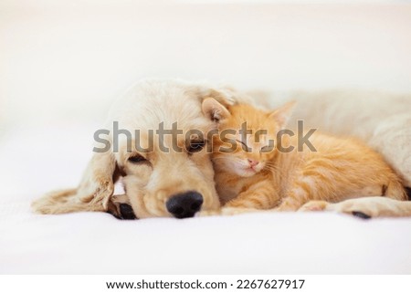 Cat and dog sleeping together. Kitten and puppy taking nap. Home pets. Animal care. Love and friendship. Domestic animals. Royalty-Free Stock Photo #2267627917
