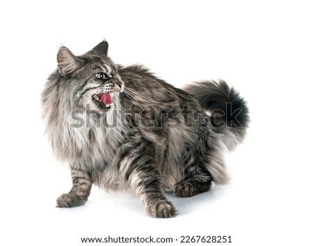maine coon cat in front of white background Royalty-Free Stock Photo #2267628251