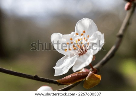 A white flower blooming on a tree in the early spring. 