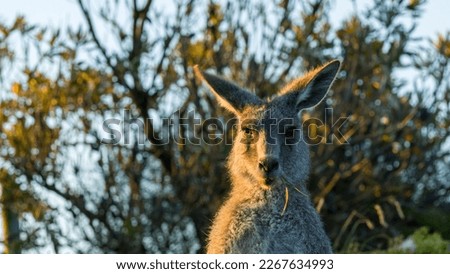 Сurious kangaroo closeup photo  in a natural environment