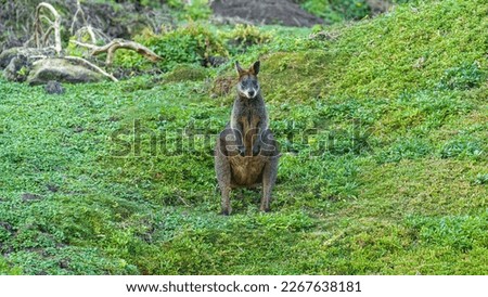Сurious wallaby grazing in a natural habitat