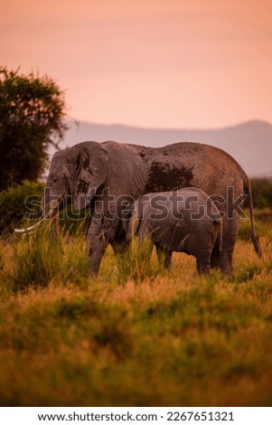 Elephant in Amboseli National Park Royalty-Free Stock Photo #2267651321
